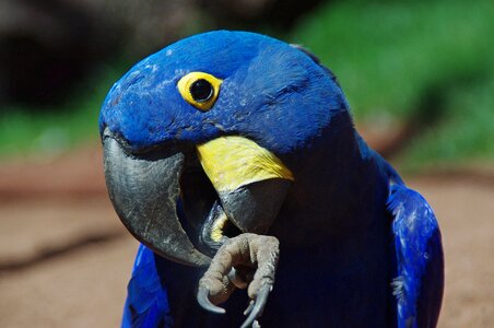 Bird plumage colorful photo