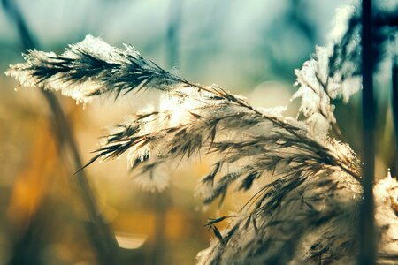 Frost frosty grass photo