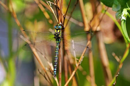 Animals dragonfly blade of grass photo