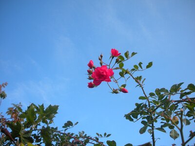 Summer blue sky blue rose