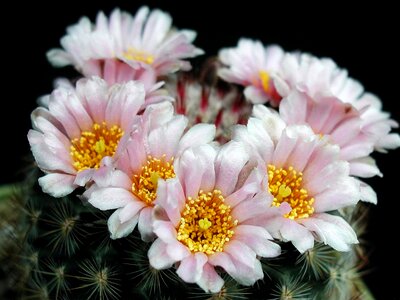 Blossom close-up photo photo