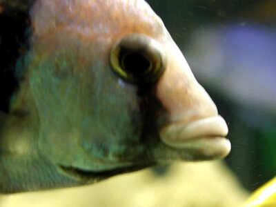 Aquarium close close-up photo