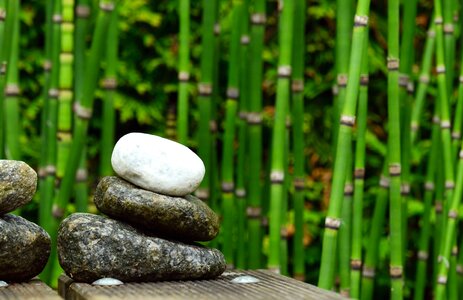 Bamboo beautiful photo nature