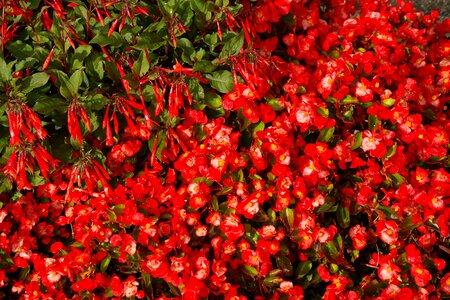 Red flowers bright red photo