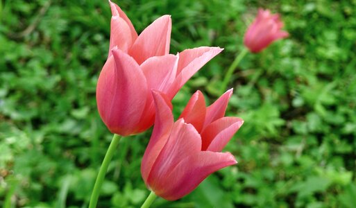Beautiful Photo flowering nature