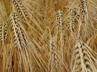 Cornfield barley field agriculture