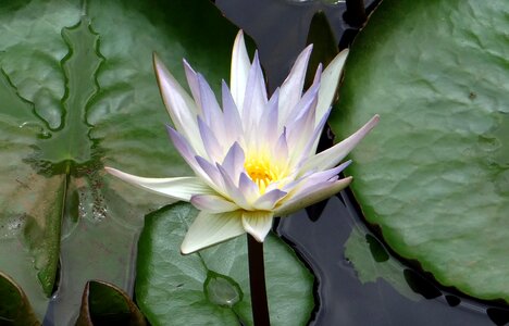 Blue water lily sacred blue lily nymphaeaceae photo