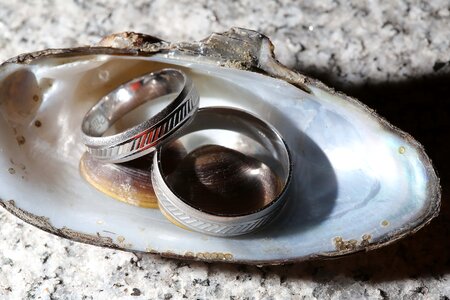 Platinum wedding ring mussel photo