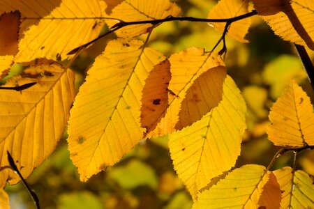 Yellow coloring hornbeam photo