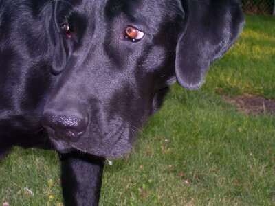 Retriever canine pet photo