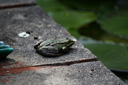 Frog on a wall