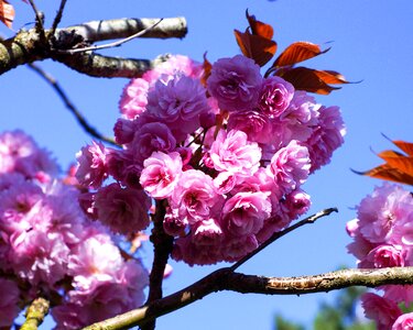 Garden flowering color photo