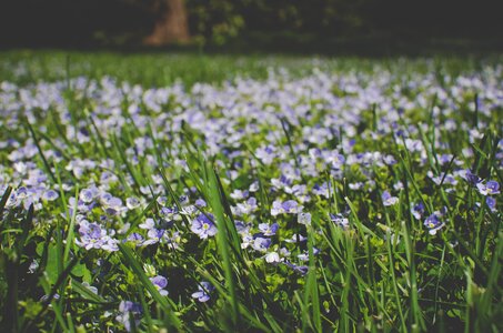 Green nature grass photo