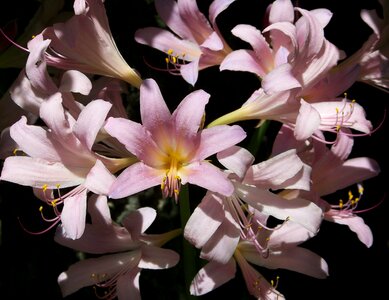 Pink summer flowers photo