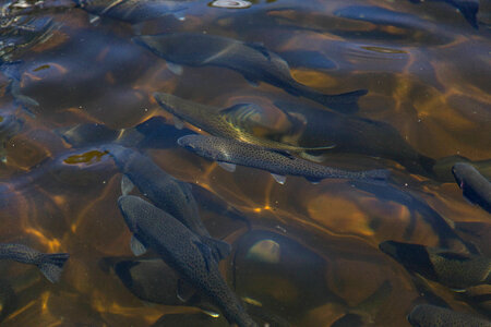 Close-up of hatchery fish