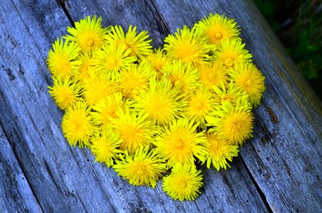 Beautiful Photo dandelion decoration