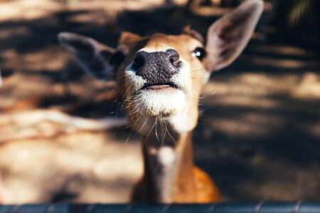 Cute mammal portrait