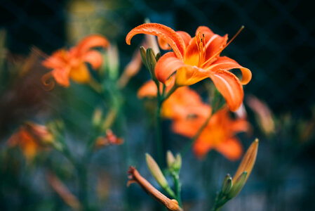Bright Orange Flower in Bloom photo