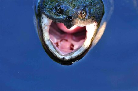 Chelydra Serpentina mouth open photo