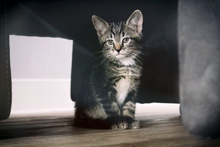 Animal beautiful photo cat