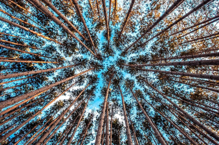 Forest landscape nature