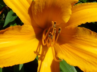 Plant petals stamen photo