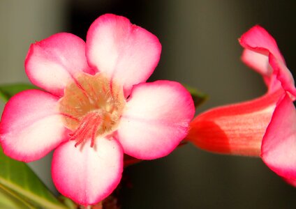 Beautiful biology botany