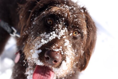 Snow cute canine