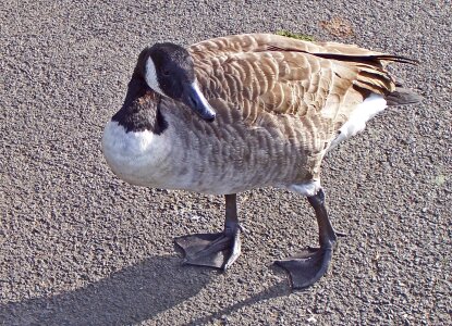 Branta flock bird large