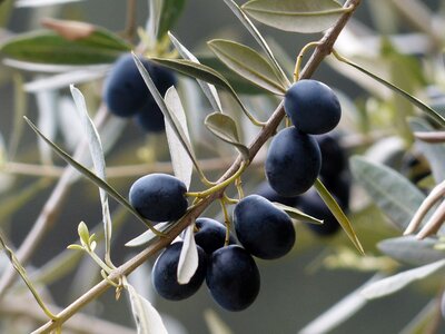 Olive tree plant olea europaea photo