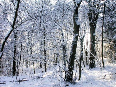 Forest snow 