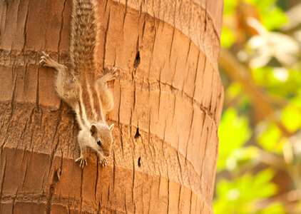 Squirrel Climbing Down Tree photo