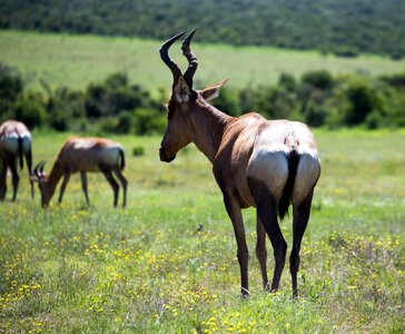 Wildlife horns south africa photo