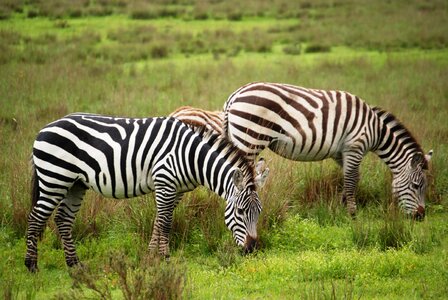 Mammals togetherness grazing