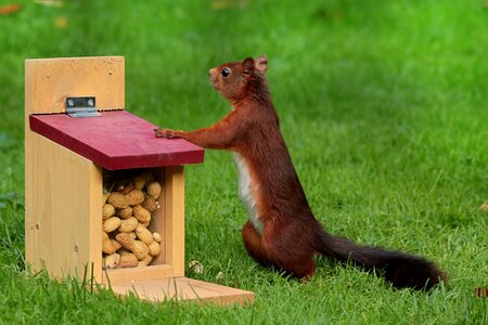 Foraging feed box peanuts