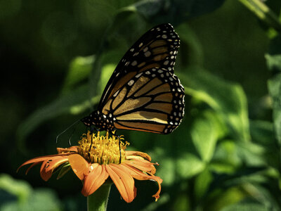 Monarch on orange flower photo