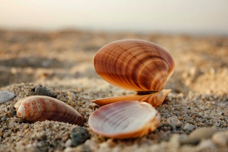 Shell close-up beach photo
