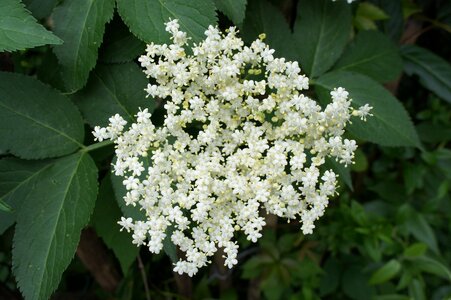 Elderberry flower blossom bloom