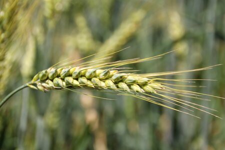 Agricultural agriculture barley photo