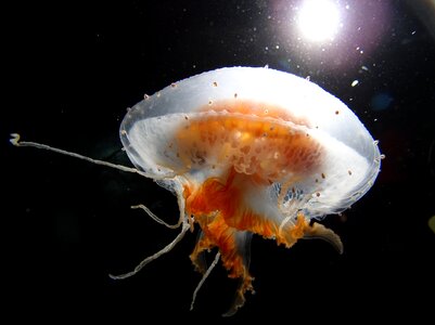 Jellyfish life sea life photo