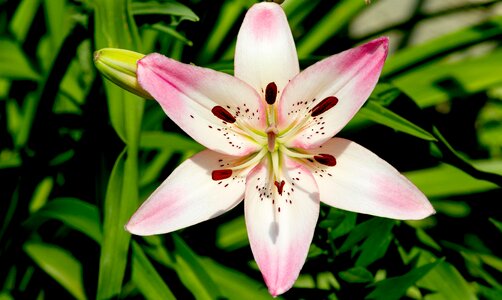 Natural blossom bloom photo