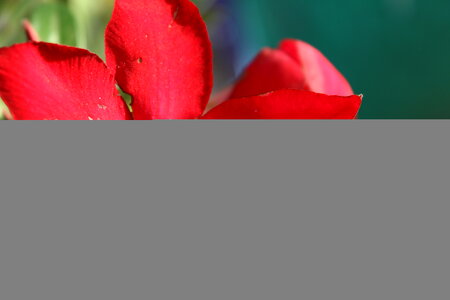 Beautiful Red Flower photo
