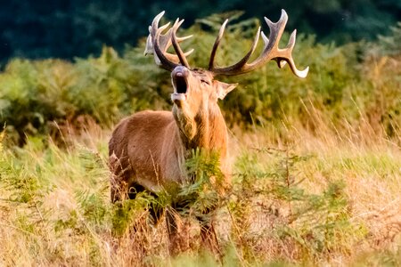 Deer wildlife animal photo