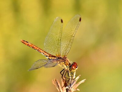 Bug close-up lacewing photo