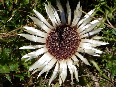Blossom bloom plant