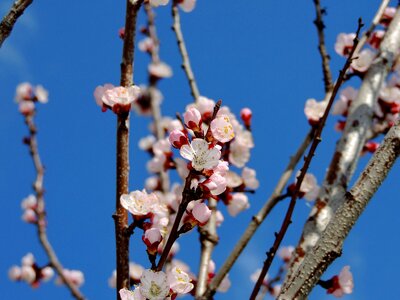 Blossom cherry spring photo
