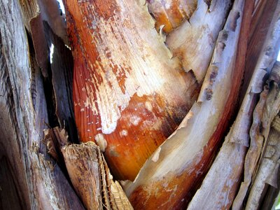 Bark detail landscape