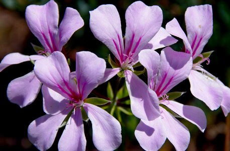 Blooms lavender red