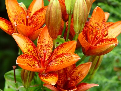 Lilies flowers orange
