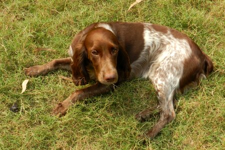 Sweet lovable springer-spaniel